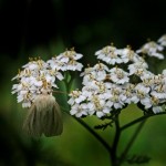 Röllika (Achillea millefolium). Foto: Uno Milberg.